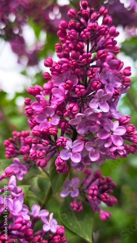 Close-up of vibrant lilac flowers in full bloom. The petals are a mix of purple and lavender shades, surrounded by green leaves.