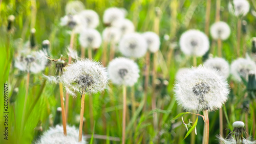 A field of dandelions in various stages of bloom. The fluffy white seed heads stand tall among green grass, creating a serene natural landscape.