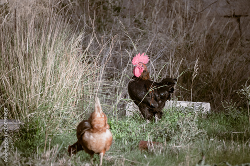 gallo