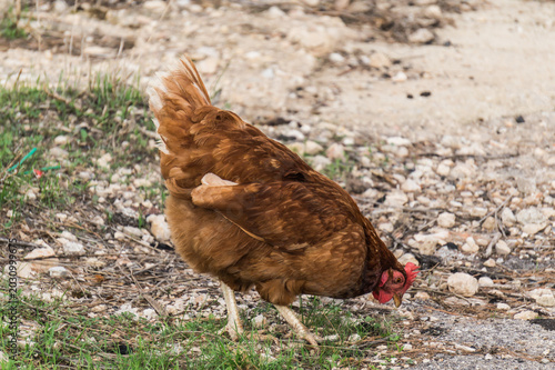 gallina