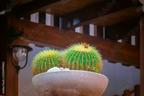 Quadro su tela cactus