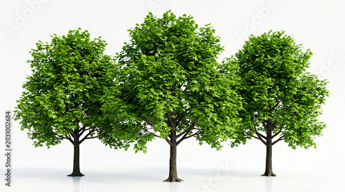 Three Acer Saccharum 3d trees of Sugar Maple With Lush Green Canopies Against white Background