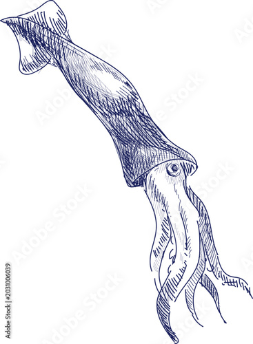 Tableau sur toile Squid Sketch