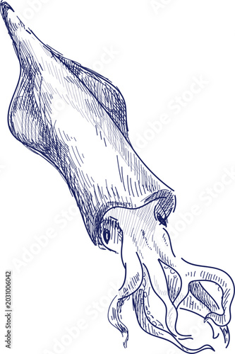 Tableau sur toile Cuttlefish Sketch