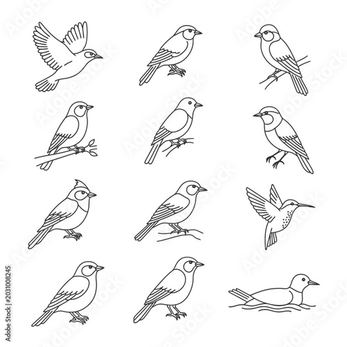 Birds in various flying poses illustration.