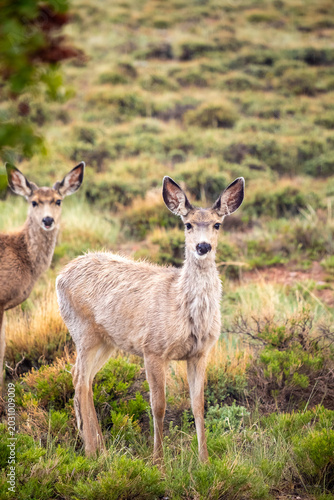 Photography A young mule deer fawn looks directly at the camera while standing in a brushy field during a light rain shower, with its mother visible in the soft-focus background