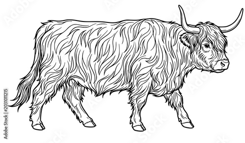 Quadro su tela Elegant Highland Cow Walking Outline Line Art Black and White Vector Illustratio