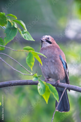 Eurasian jay perching on a branch of a tree