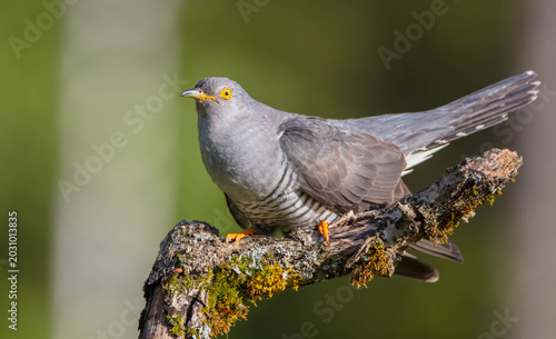 Quadro su tela Common cuckoo - in spring at a wet forest