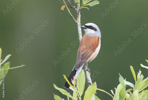 Photos The red-backed shrike - in spring at a wetland