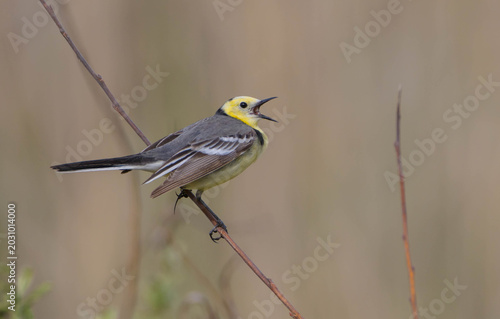 Citrine Wagtail - male bird at a wetland in spring