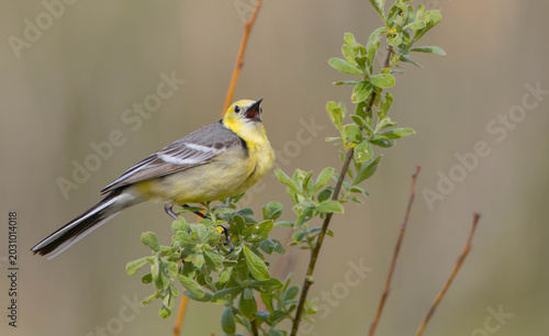 Citrine Wagtail - male bird at a wetland in spring