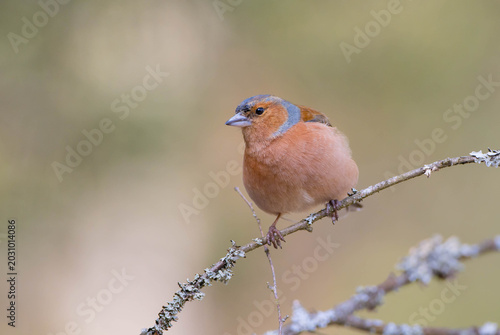 The common chaffinch - male bird at the forest in early spring