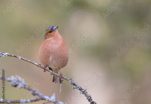 The common chaffinch - male bird at the forest in early spring