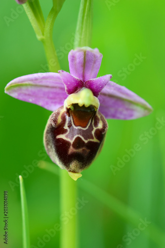 Принти на полотні Wild bee orchid (Ophrys Apifera) close-up, Bois de la Tour du Lay, Val D'Oise, F