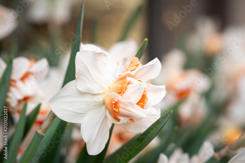 Like delicate spring dresses dancing in the morning light, the ruffled ‘Replete’ daffodils brought elegance to the garden. White and peach double daffodil ‘Replete’ blooms with soft spring bokeh. 