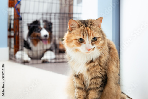 Obraz na plátně Cat in front of defocused pet gate and dog