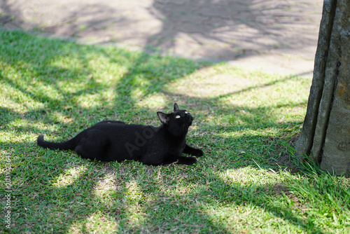 Black cat resting on green grass under tree shadows, looking upward in a peaceful outdoor park scene with natural sunlight and copy space.