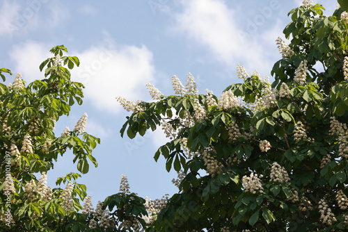 Foto Blooming horse chestnut trees with white flowers against blue sky