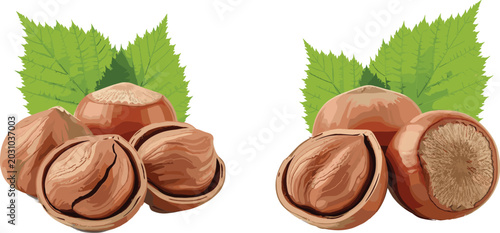 Photos Fresh Raw Hazelnuts Vector Illustration Set Featuring Whole Nuts Cracked Shells