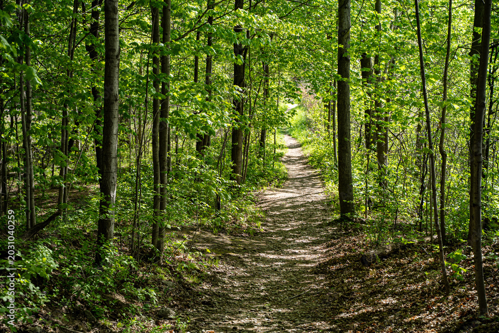 Obraz premium View of narrow forest trail surrounded by green trees.