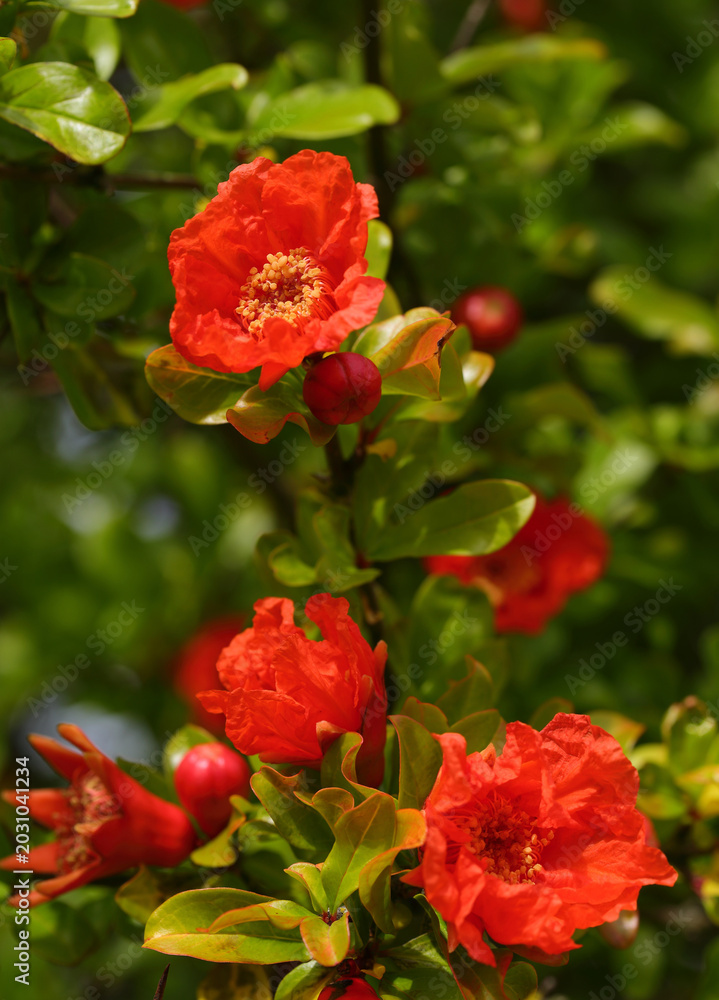 Fototapeta premium Pomegranate tree. Punica gratanum Flowers in full bloom. Portugal.