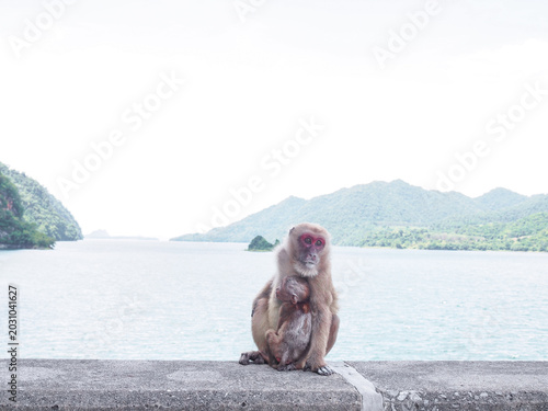 Photography A monkey and her baby are sitting together by the lake.