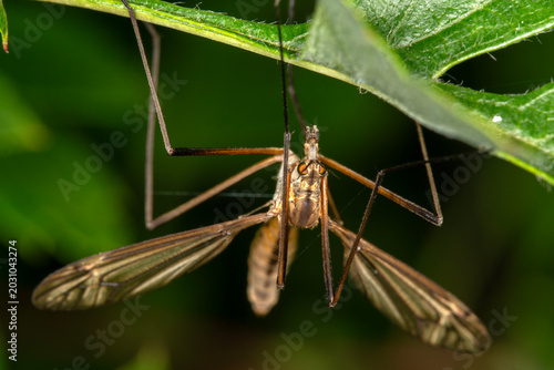 Konstfotografi A cranefly, Tipulidae spp
