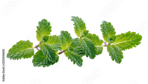 Fresh green mint sprigs with textured leaves, isolated on transparent background