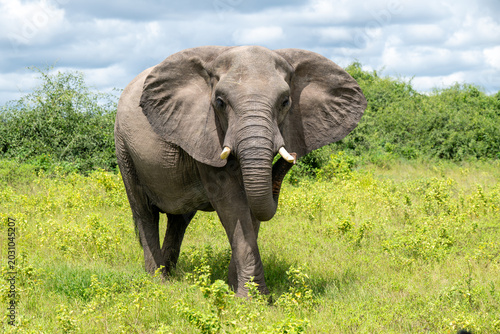 African elephant in an open meadow in Chobe National Park