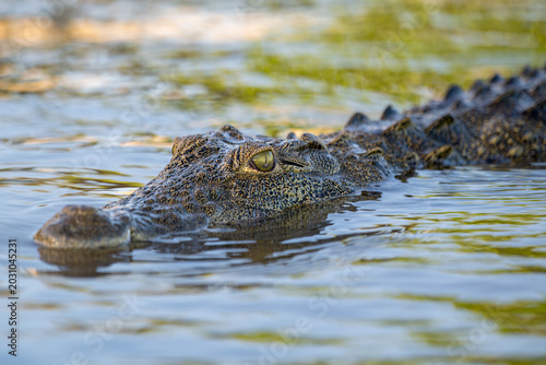 Nile crocodile in Chobe River