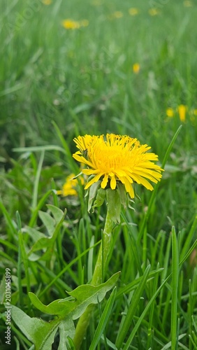 Yellow dandelion flower blooming in green grass on a sunny spring day