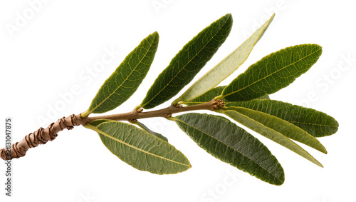 фотографія Green olive branch with textured bark, isolated on transparent background