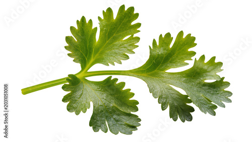 Photos Fresh green cilantro herb leaf sprig, isolated on transparent background