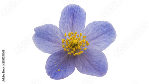 Canvas-taulu Delicate blue flower with yellow center, isolated on transparent background
