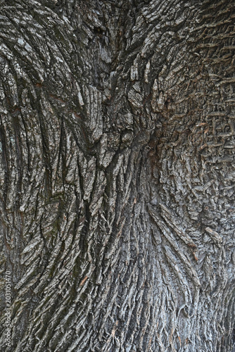 Close up of bark on a large southern tulip poplar tree