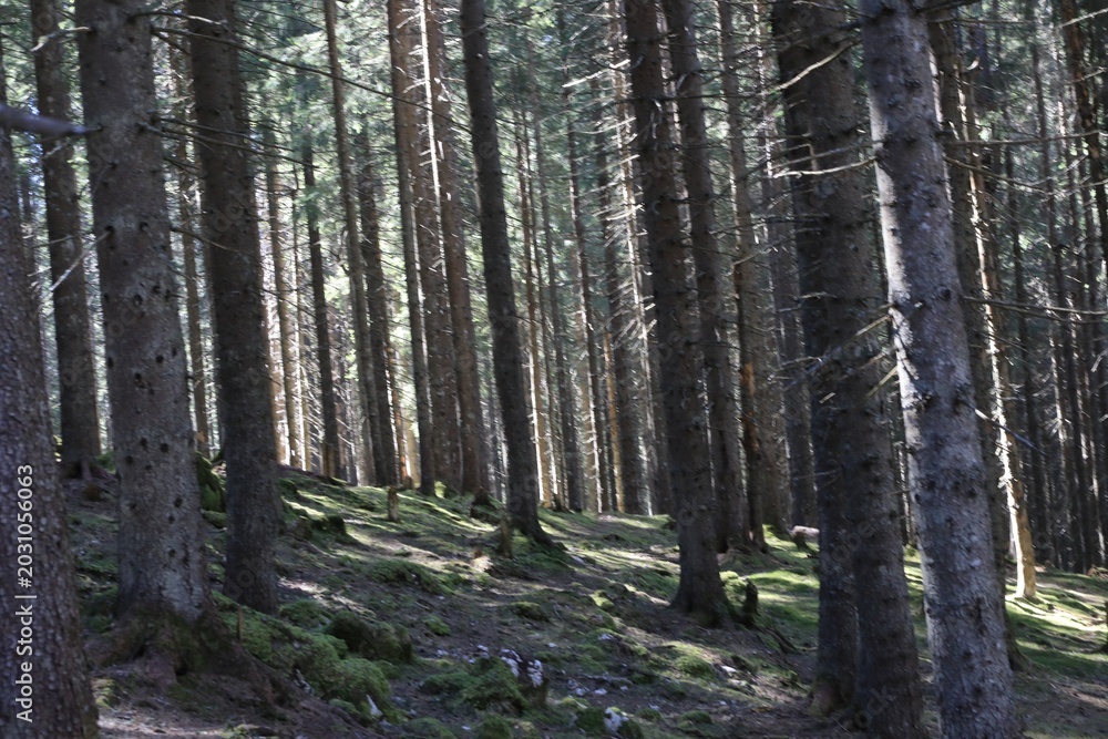 Fototapeta premium Forest