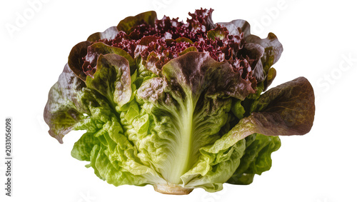 Fresh red leaf lettuce head with vibrant green leaves, isolated on transparent background