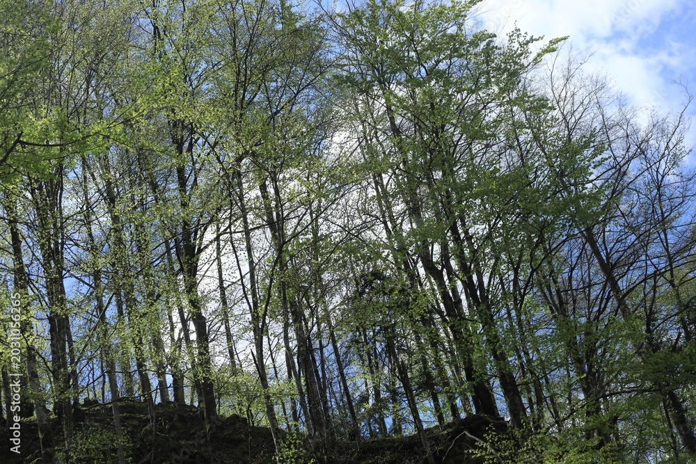 Fototapeta premium Forest
