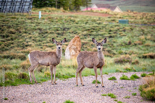 Photography Two mule deer standing together on a gravel road in the rain, Laramie, Wyoming