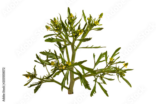 Quadro su tela Forest yellow cress macro botanical specimen with dissected foliage isolated