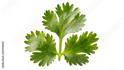 Photos Fresh green cilantro leaf with serrated edges, isolated on transparent backgroun