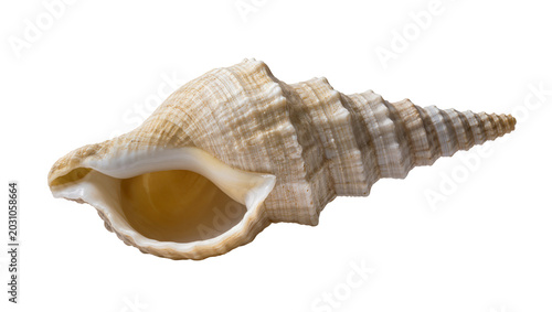 Tableau sur toile Spiral seashell with textured ridges, isolated on transparent background