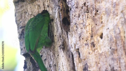 Red-throated Barbet The feed themselves in the hollow.	