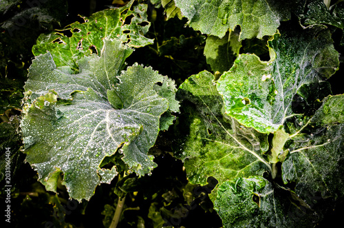 Close-up of cabbage leaves in a garden covered in dew.