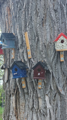 Colorful small wooden birdhouses mounted on a textured tree trunk in the garden