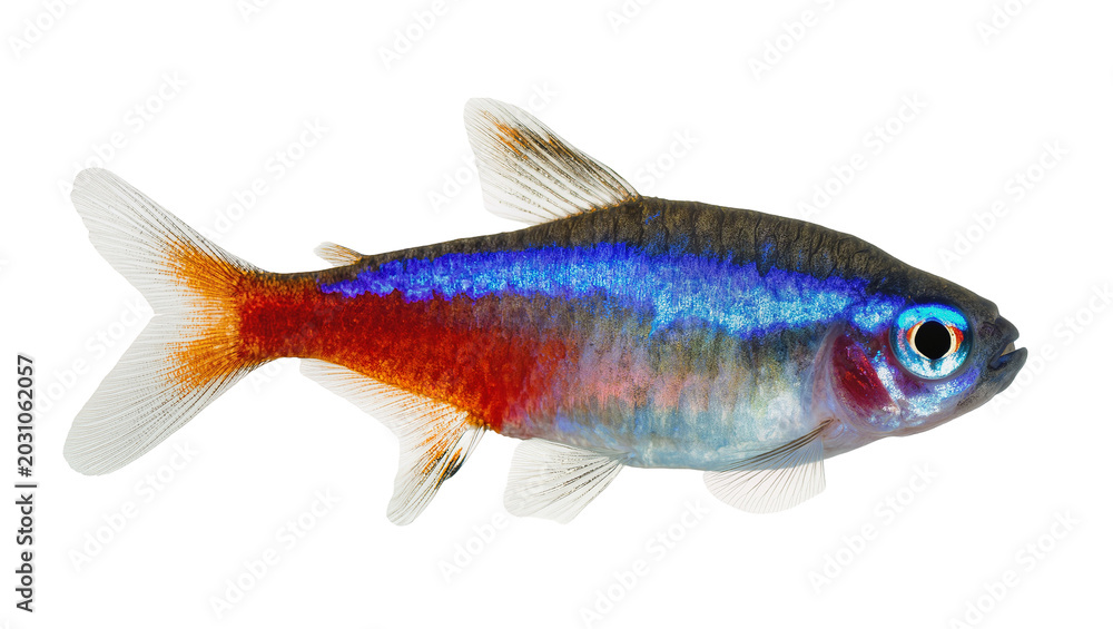 Αυτοκόλλητο Small neon tetra fish with blue and red stripes, isolated on transparent backgro