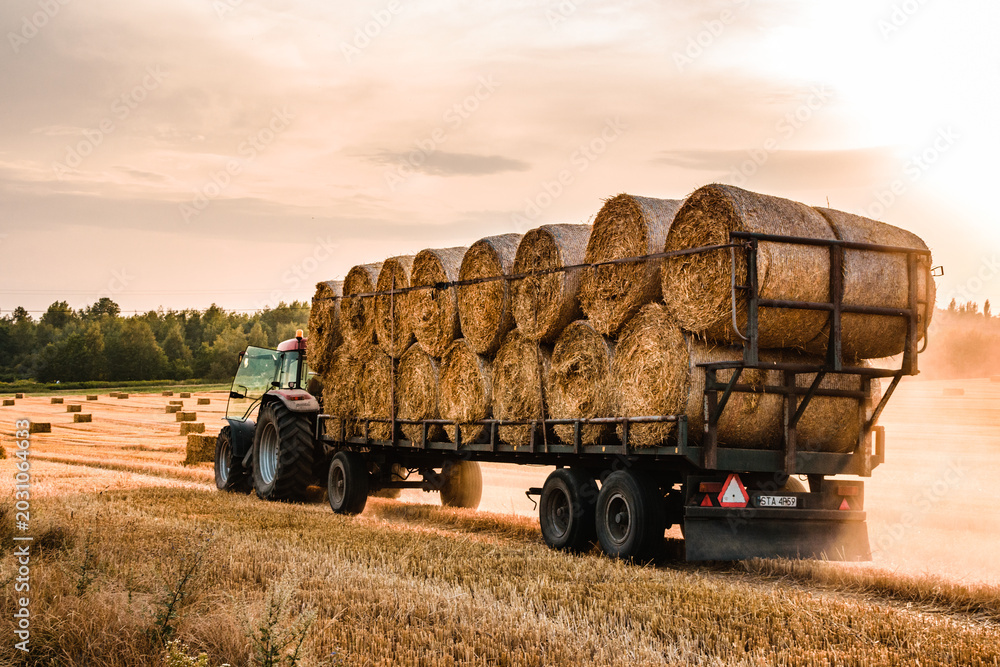 Obraz premium Modern red agricultural tractor hauling a large trailer loaded with round hay bales on a harvested stubble field during a golden summer sunset