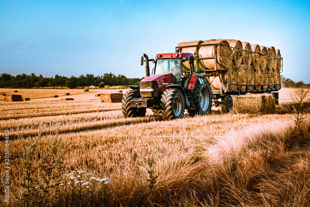 Obraz premium Modern red agricultural tractor hauling a large trailer loaded with round hay bales on a harvested stubble field during a golden summer sunset