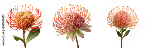 Set of Fresh Leucospermum protea flower transparent png background. Ai generated